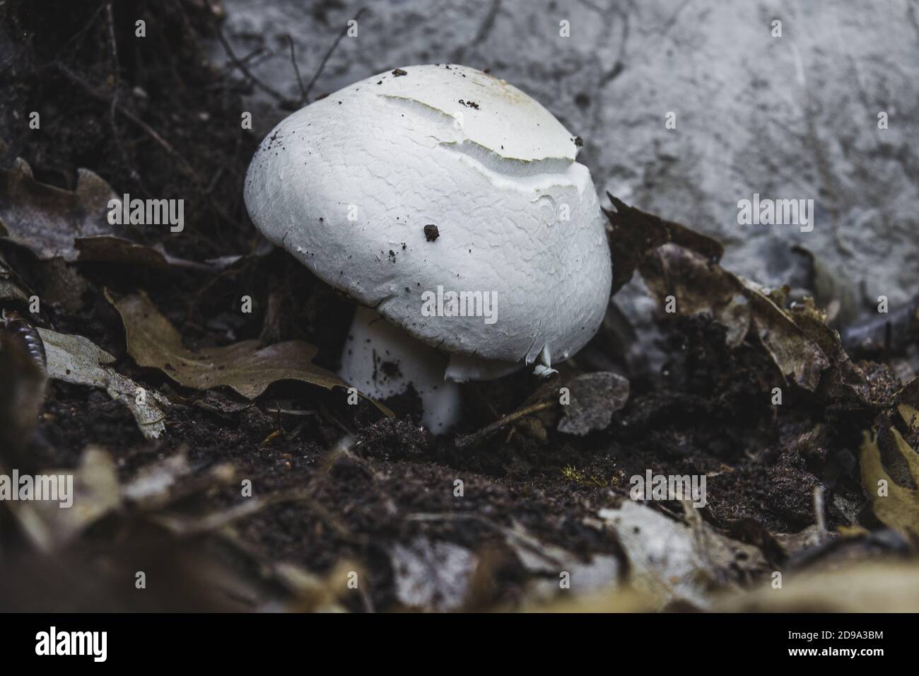Closeup shot of a white fungus growing on a forest floor Stock Photo ...