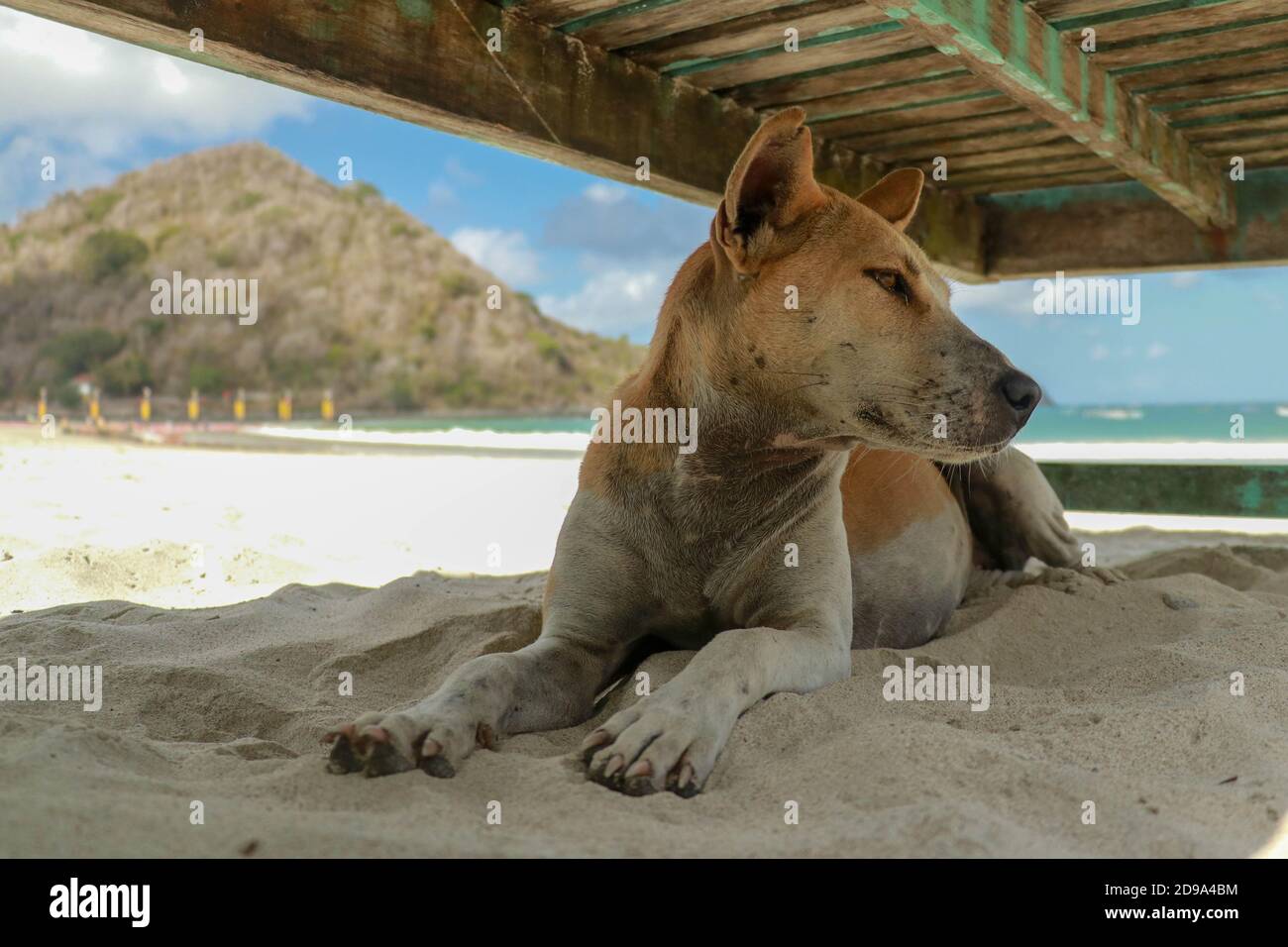 Dog Lying Under Chair High Resolution Stock Photography And Images Alamy