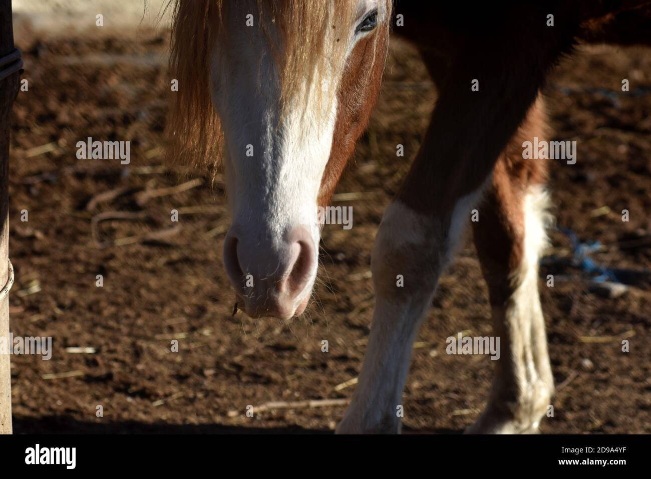 Closeup portrait of beautiful horse eating hay at the farm/ Horse eating grass Stock Photo