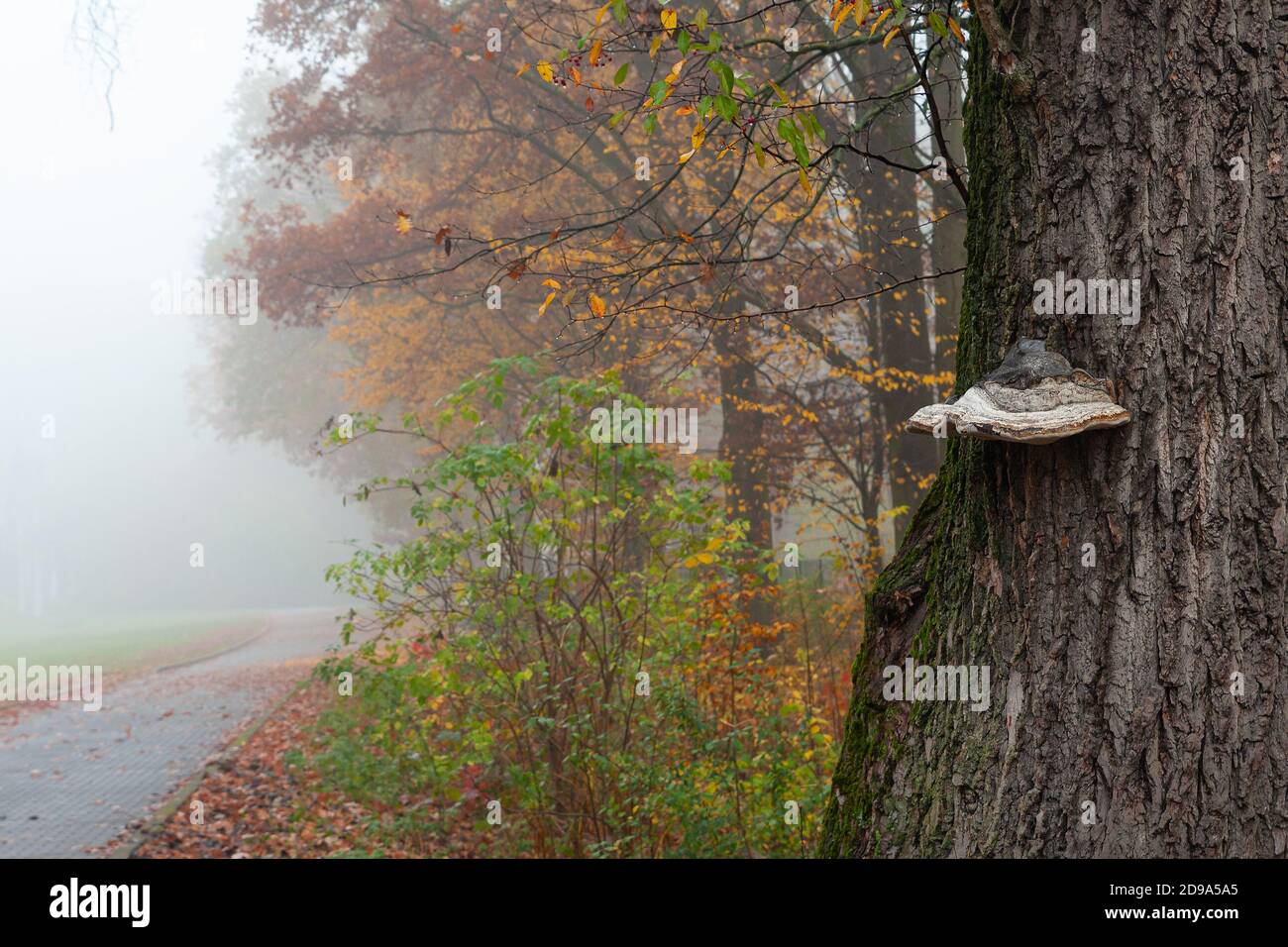 Tree trunk with chaga. Park alley in the fog. Autumn, misty morning. November landscape, Poland, Mazovia. Colorful leaves of trees. Stock Photo