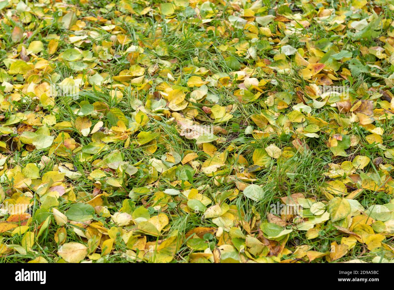 Carpet of yellow and green autumn leaves and green grass Stock Photo