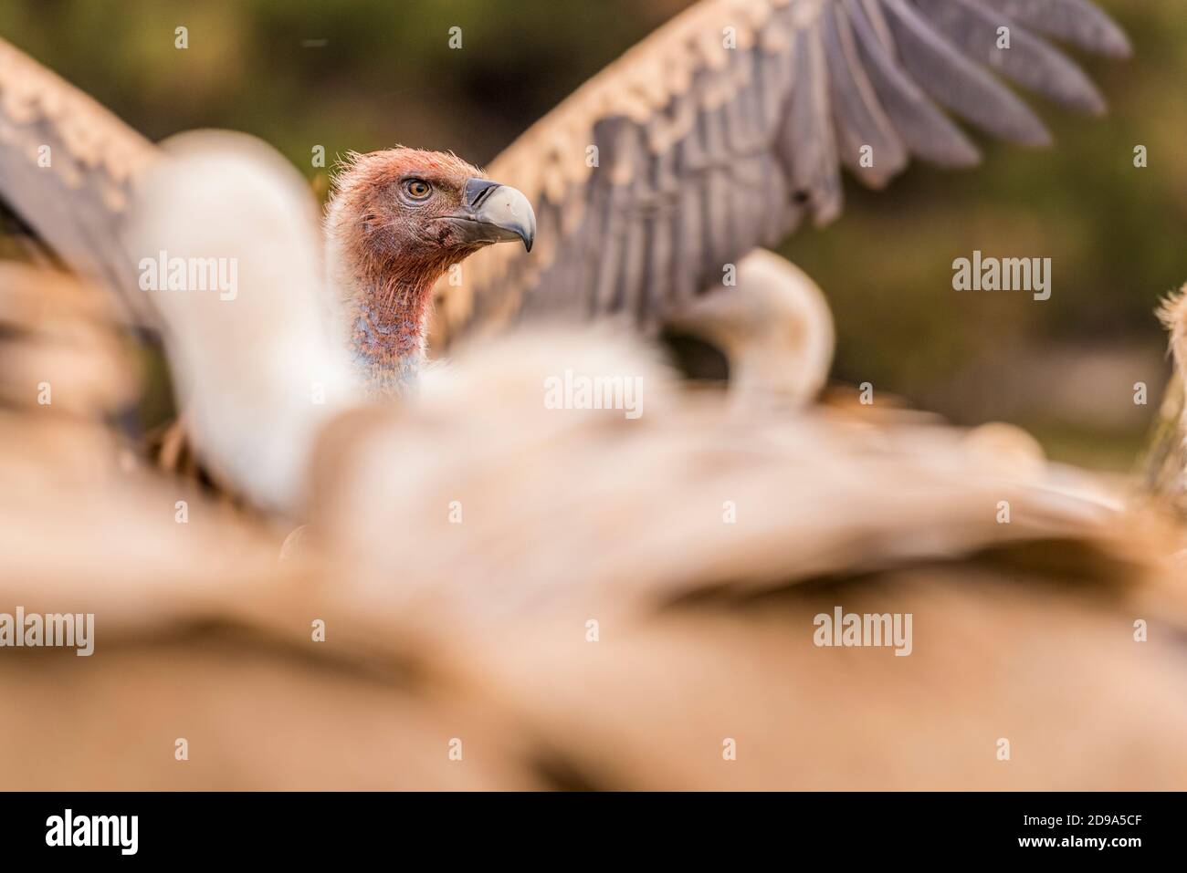griffon vulture with bloody head Stock Photo