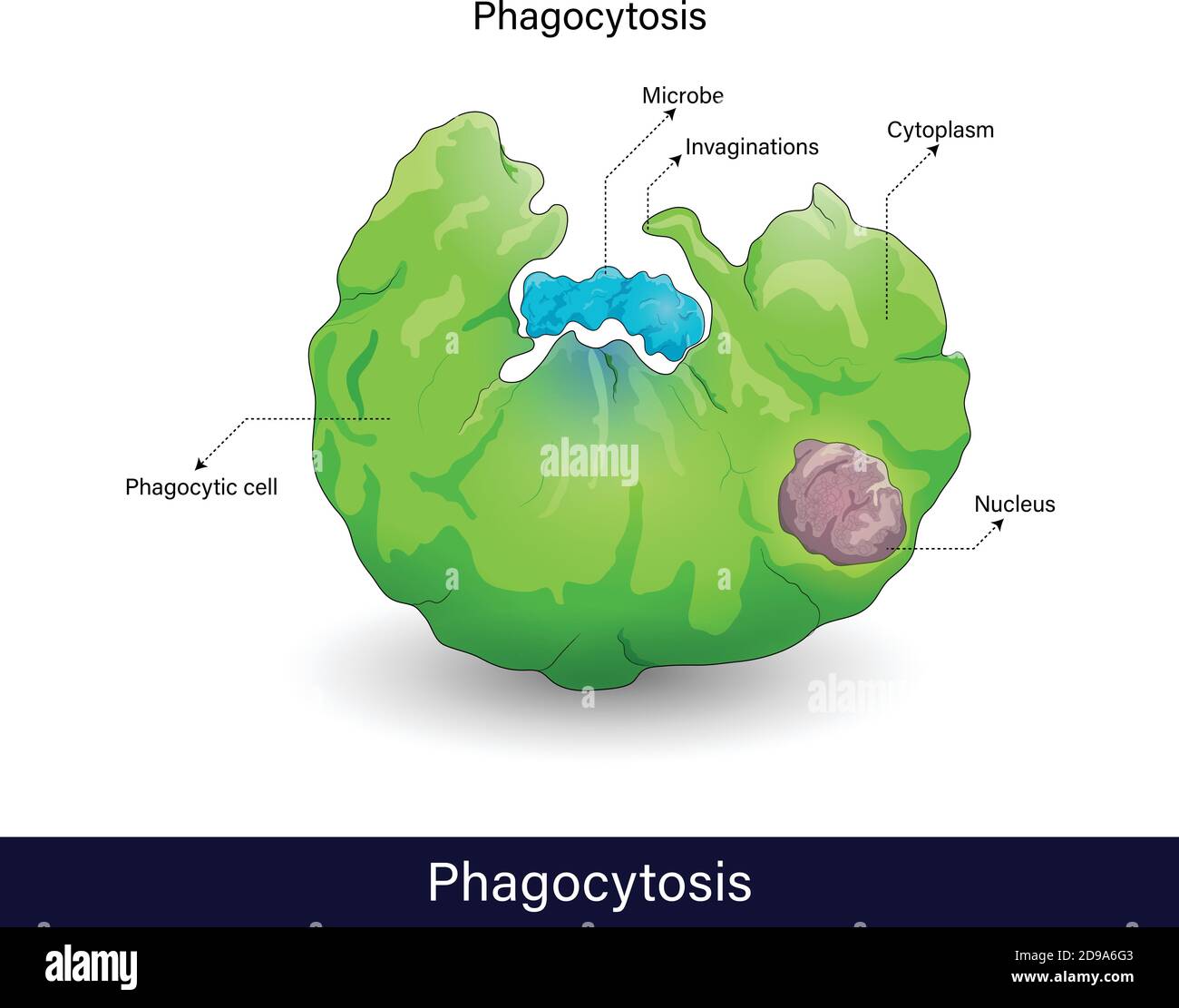 Mechanism of Phagocytosis process. endocytosis of microbe, phagocytosis by immune cells (macrophage, neutrophil, dendritic cell). cell eating, isolate Stock Vector