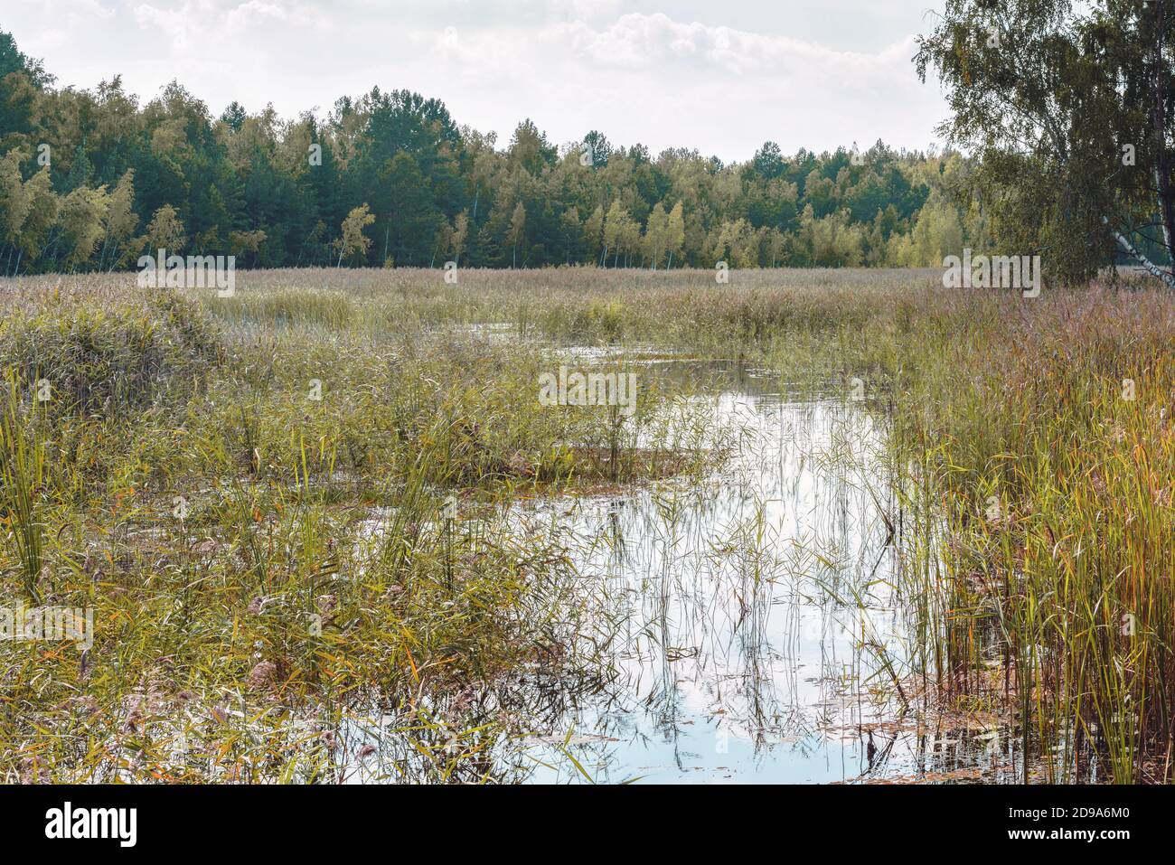 View of the forest river Hohoru, the tributary of the Dnieper from the right bank, Ukraine. Stock Photo