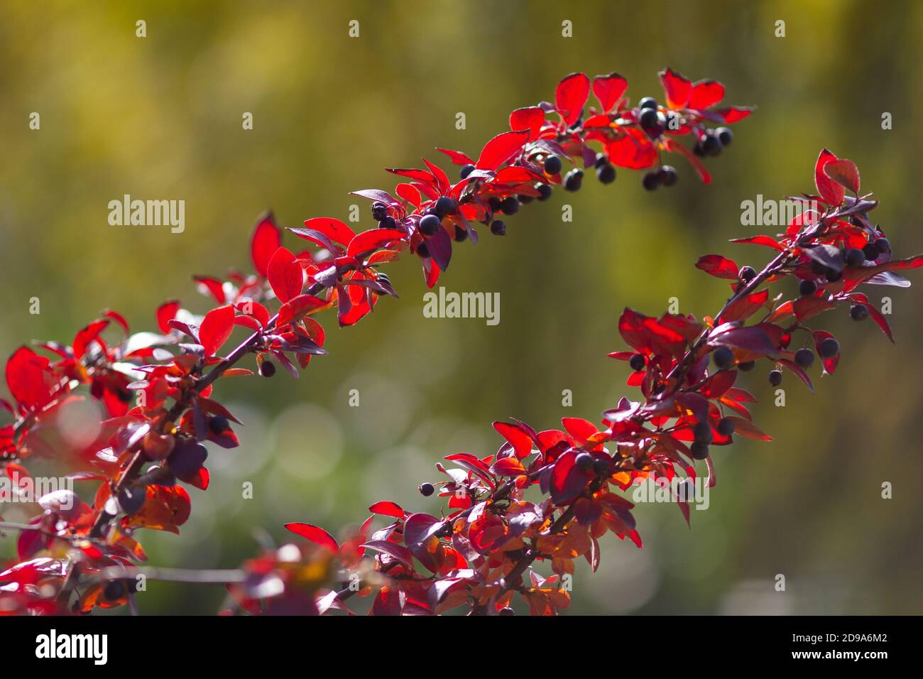 Real botanical backround: Cotoneaster lucidus with berries iluminated by sunlight on a beautiful autumn day Stock Photo