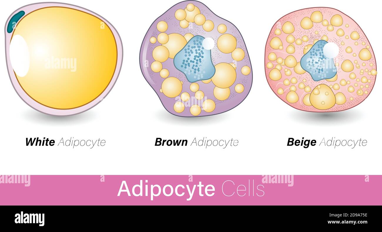 Brown adipocyte beige adipocyte white adipocyte vector illustration eps Stock Vector