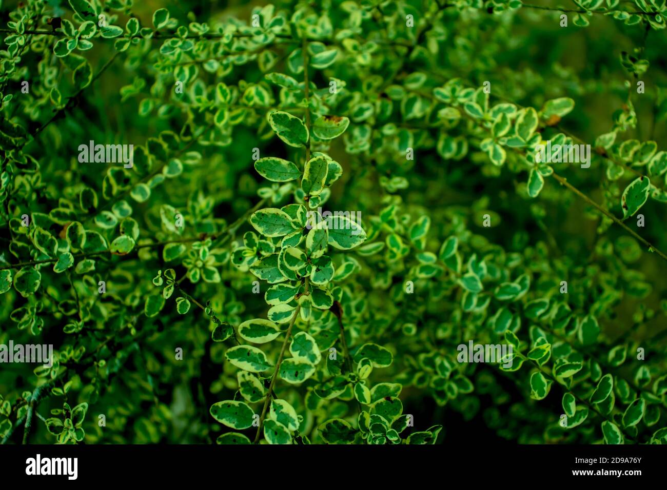 Two colors nature white and green leaf also a nice decoration Stock Photo