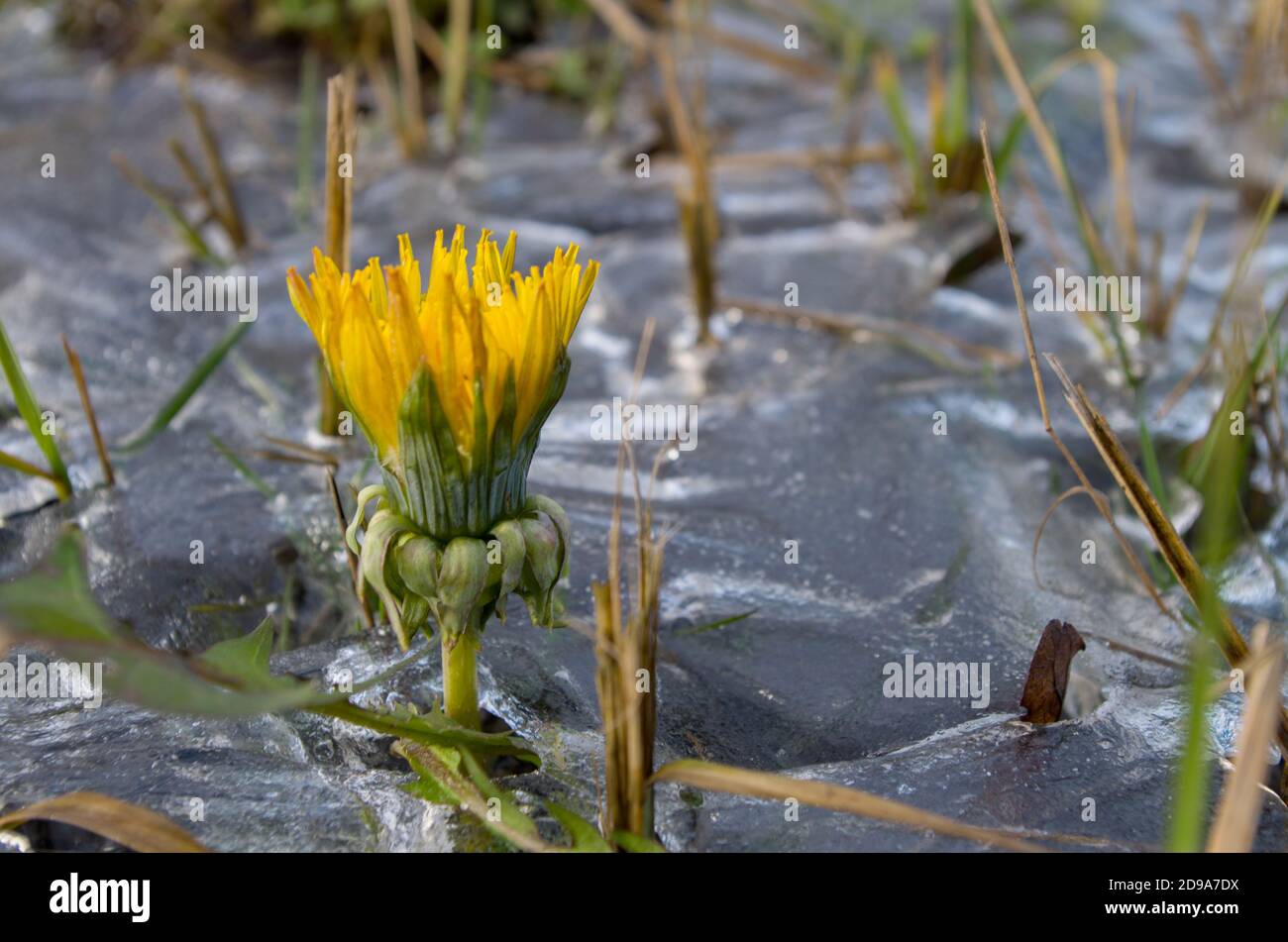 Dandelion breaking through crust of frozen ice, stalks of grass sticking out around. Concept: exultation of life, living beginning in cold reality. Stock Photo