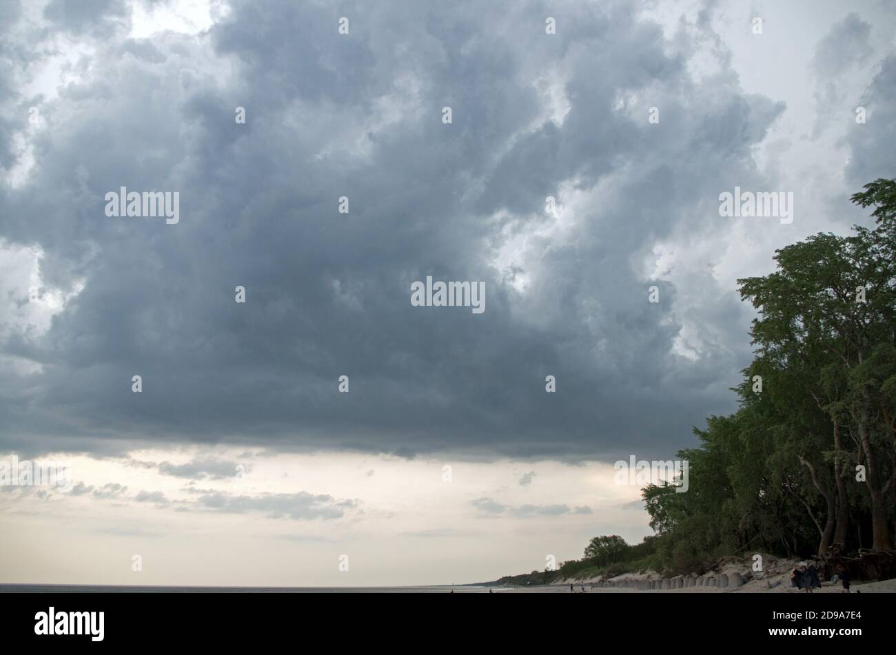 Coast of restless dark blue sea and trees on sandy slope stretching into horizon against background of pre thunderous gsky with dark heavy clouds Stock Photo