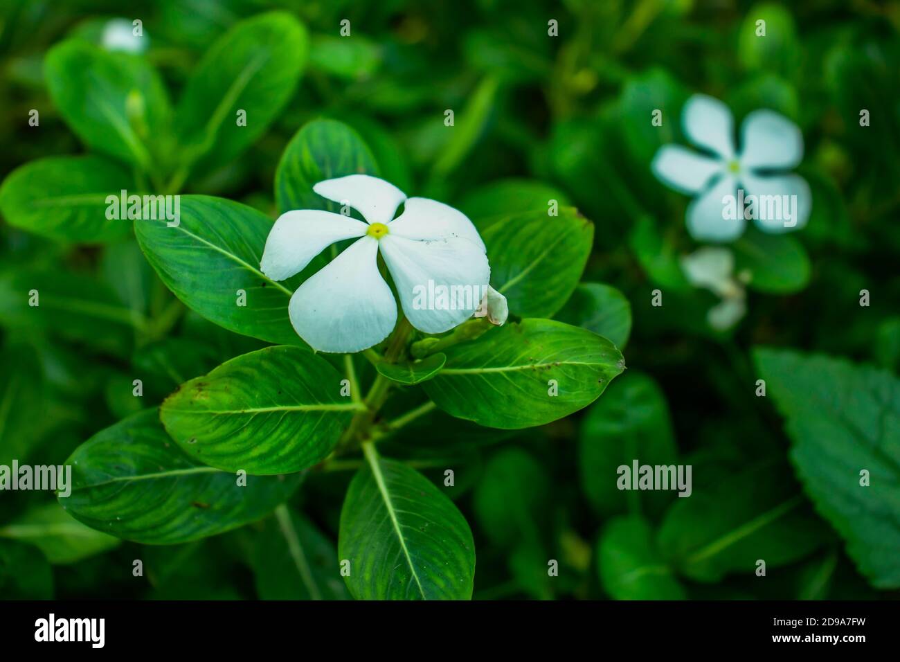 White Periwinkle flower gastropod molluscs in the family Littorinidae trees Stock Photo