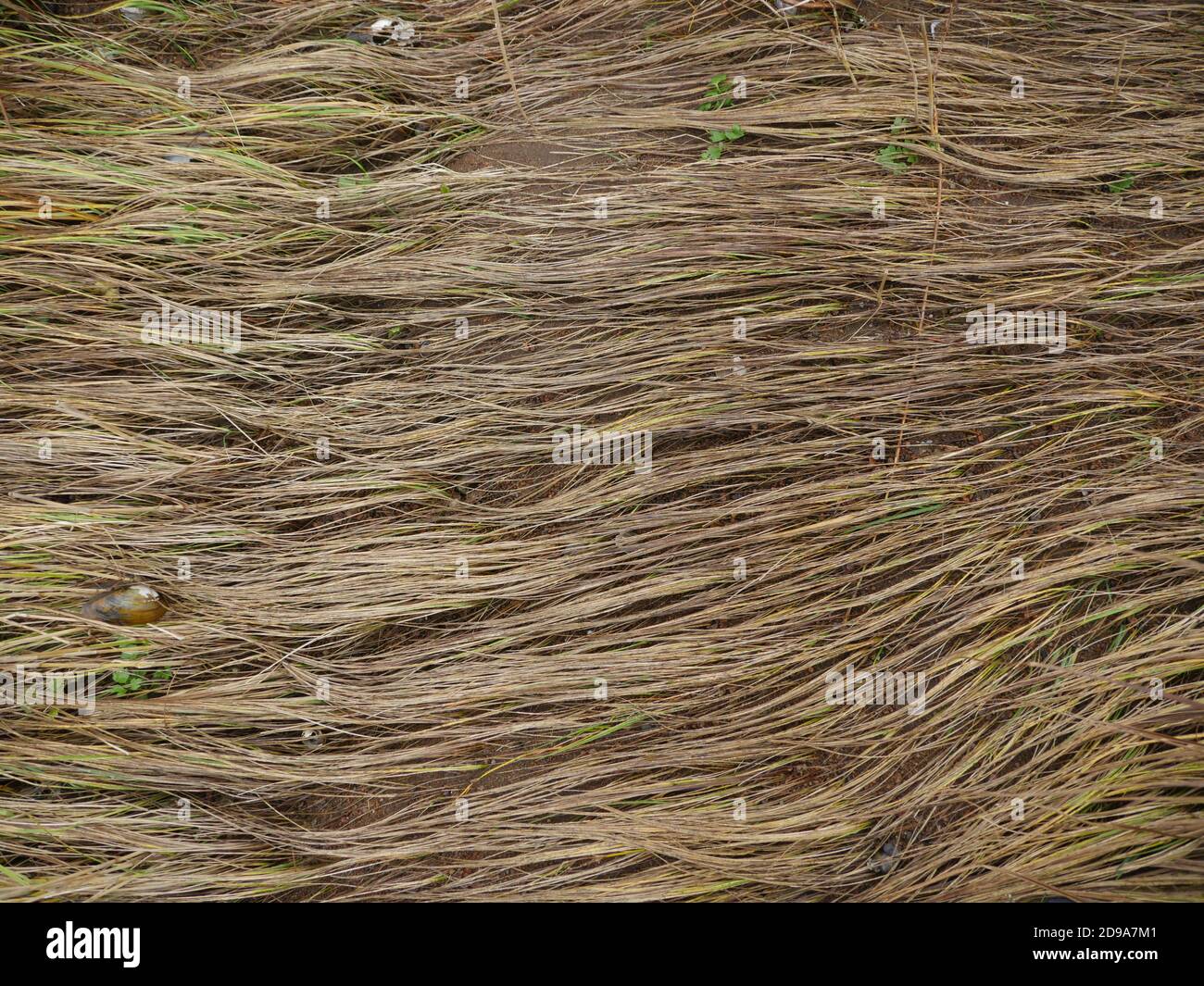 dry grass, abstract combed background Stock Photo