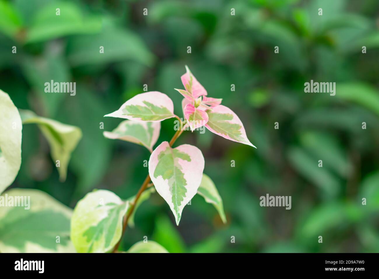 The very beautiful multi color leaf in the flower plant Stock Photo