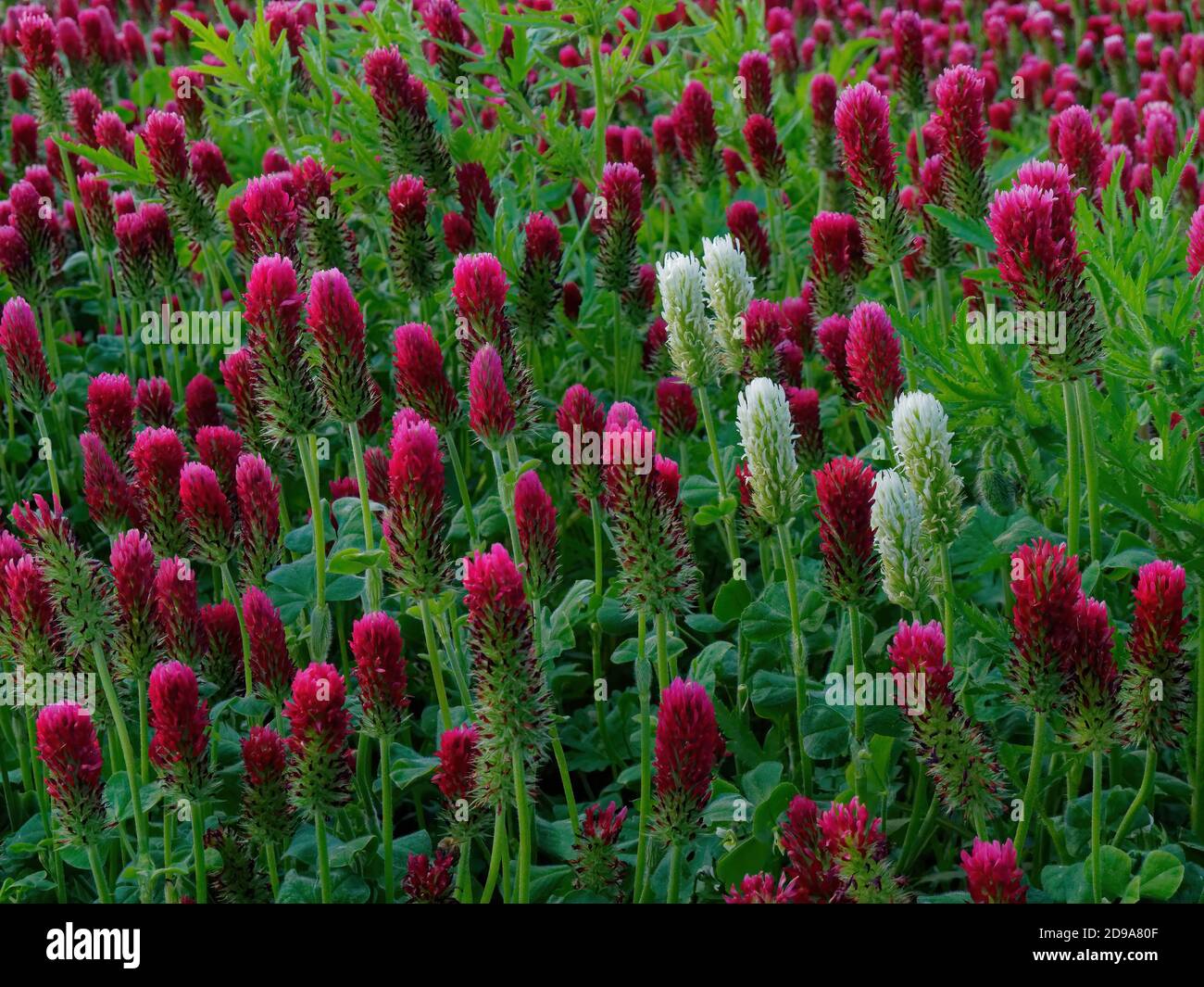 Crimson clover growing in hi-res stock photography and images - Alamy