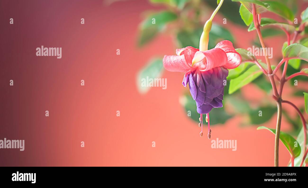 Beautiful flowering fuchsia plant. Pink and purple flowers on a bright background. Floral background. Stock Photo