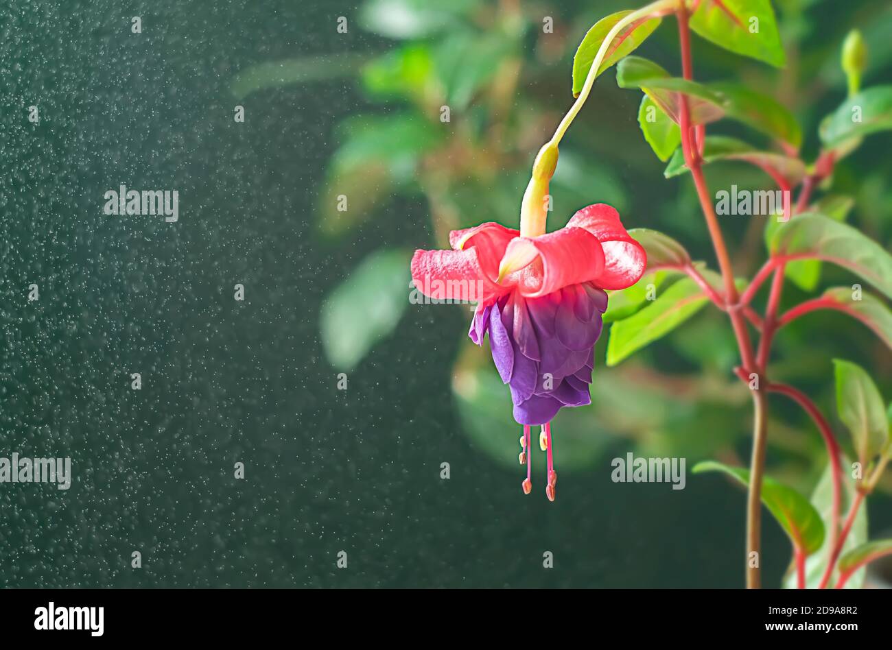 Beautiful flowering fuchsia plant. Pink and purple flowers on a bright background. Floral background. Stock Photo