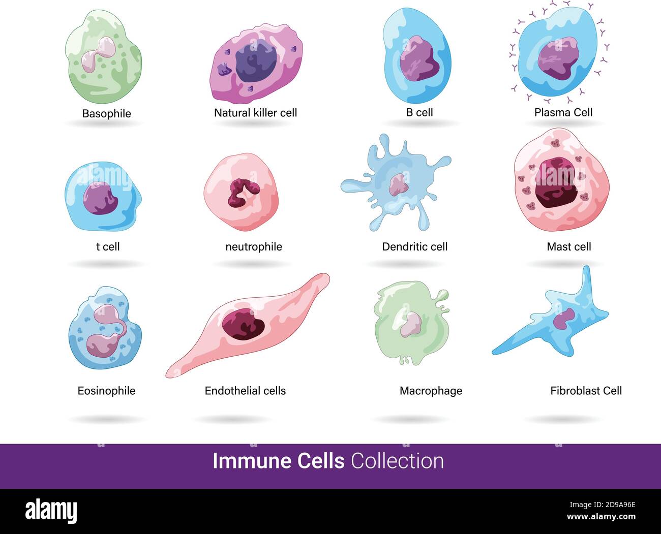 Collection of all 12 immune cells of human and they are dendritic cells, eosinophils, natural killer cell, mast and b cell, t, and eosinophile Stock Vector