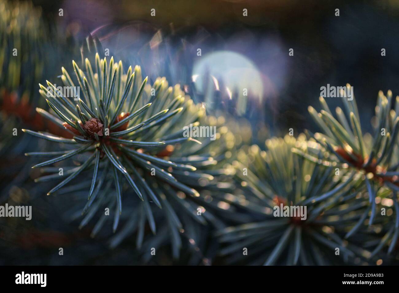 Sunlight plays on the needles of blue spruce in the early morning. Christmas background with a branch of blue spruce and sun glare. Happy New Year. Stock Photo