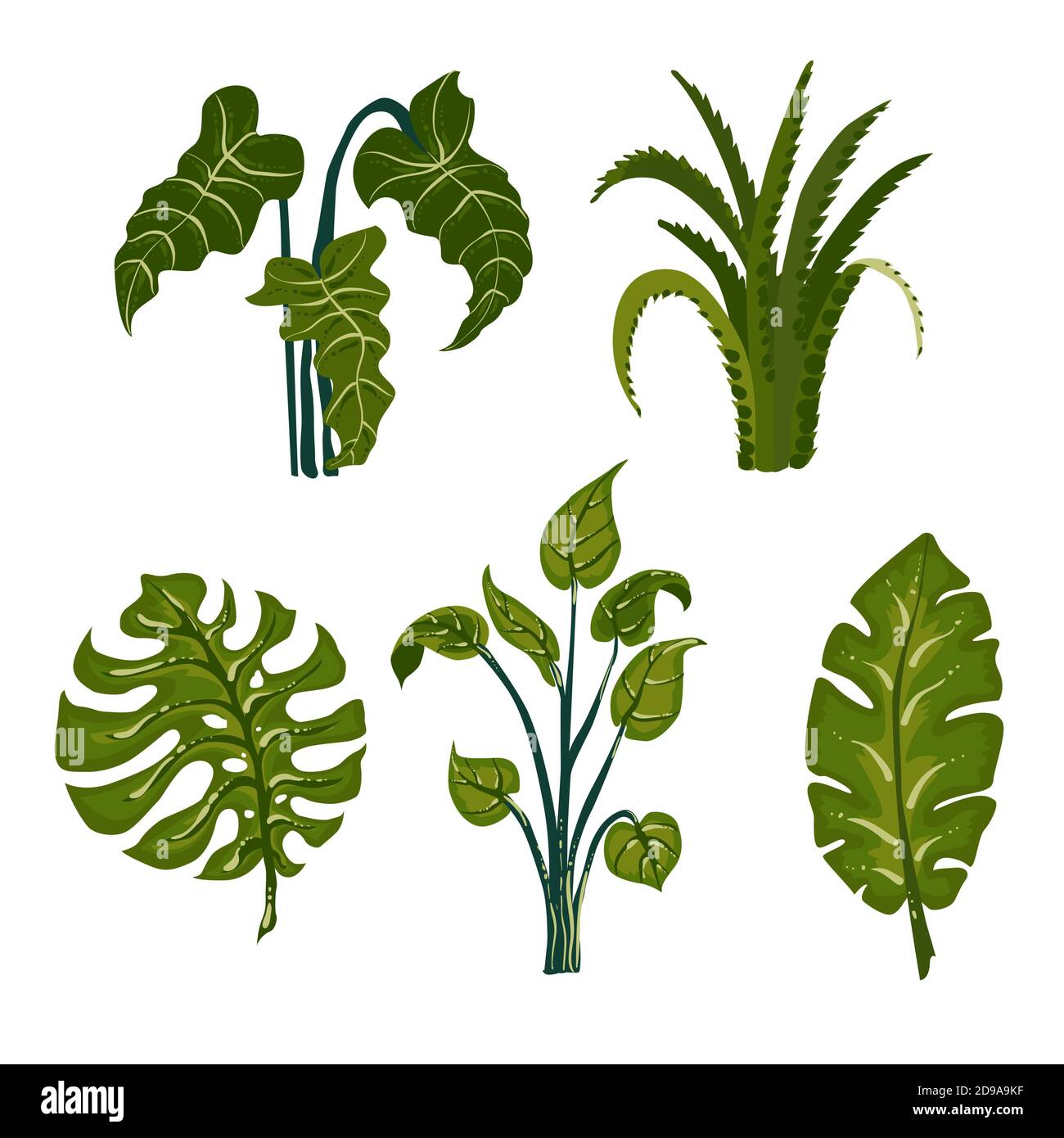 Jungle Leaves. Set of tropical leaves. Can be used to create packaging Stock Vector Image & Art