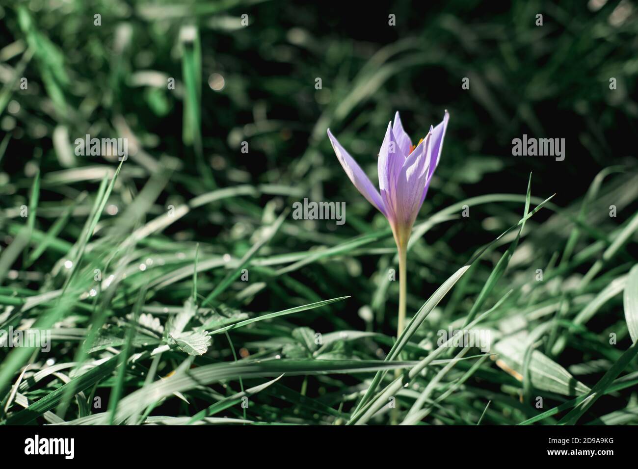 crocus vernus in a park. autumn flowers. flower background. Colchicum autumnale botanical name.  Stock Photo