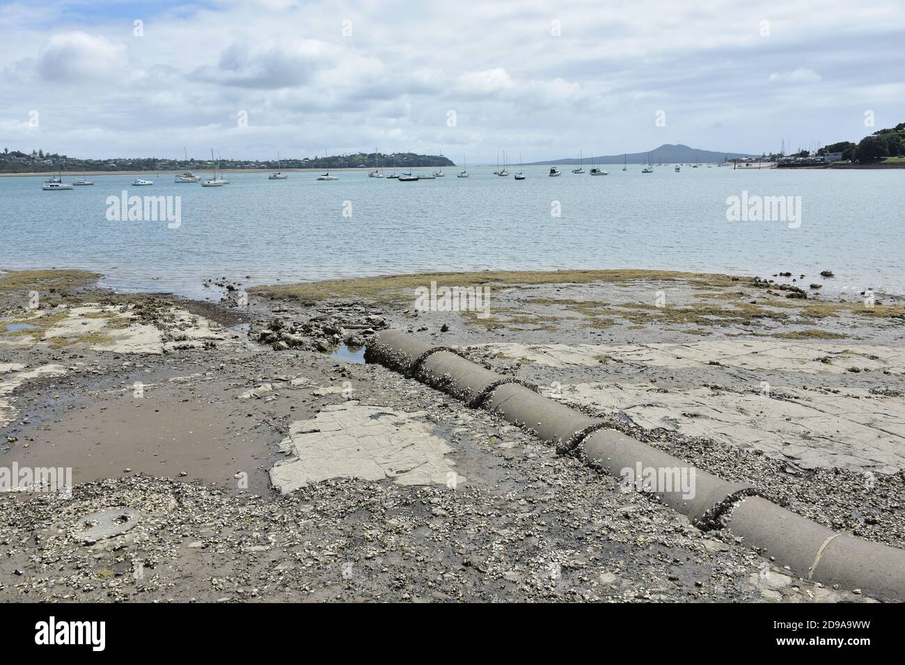 Concrete sewage pipe discharges industrial waste into the Tamaki river