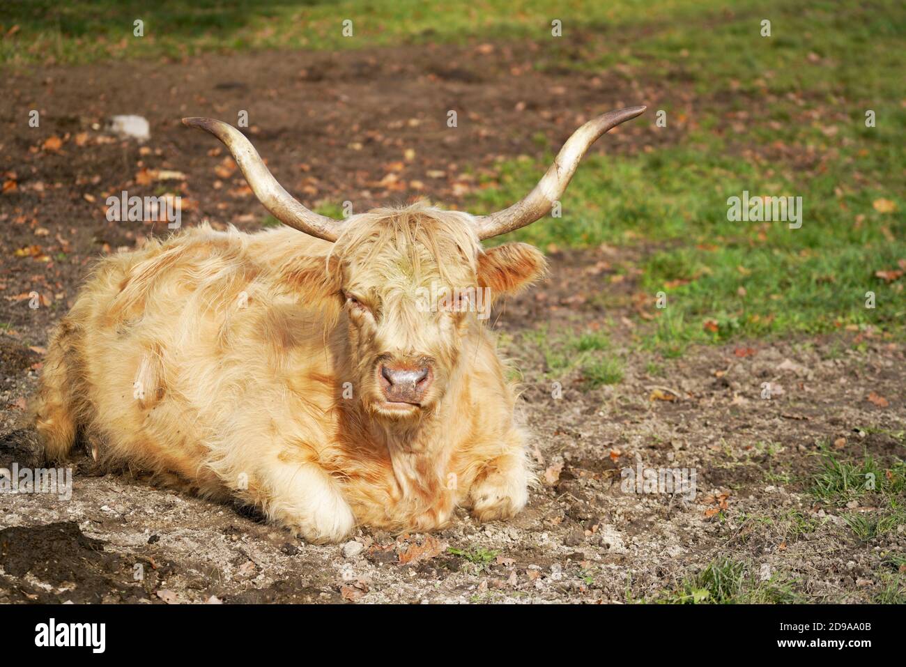 Brown cattle laying in the field Stock Photo - Alamy