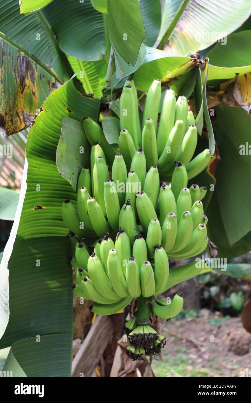 Banana (early growing Stock Photo Alamy