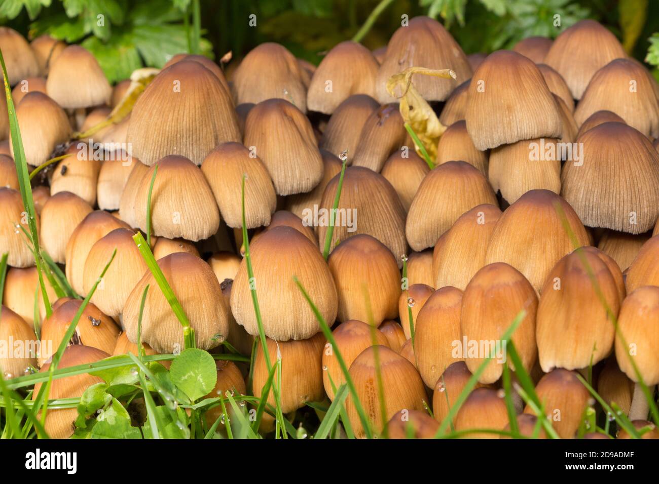 Brown glistening inkcap mushrooms in grass during autumn Stock Photo