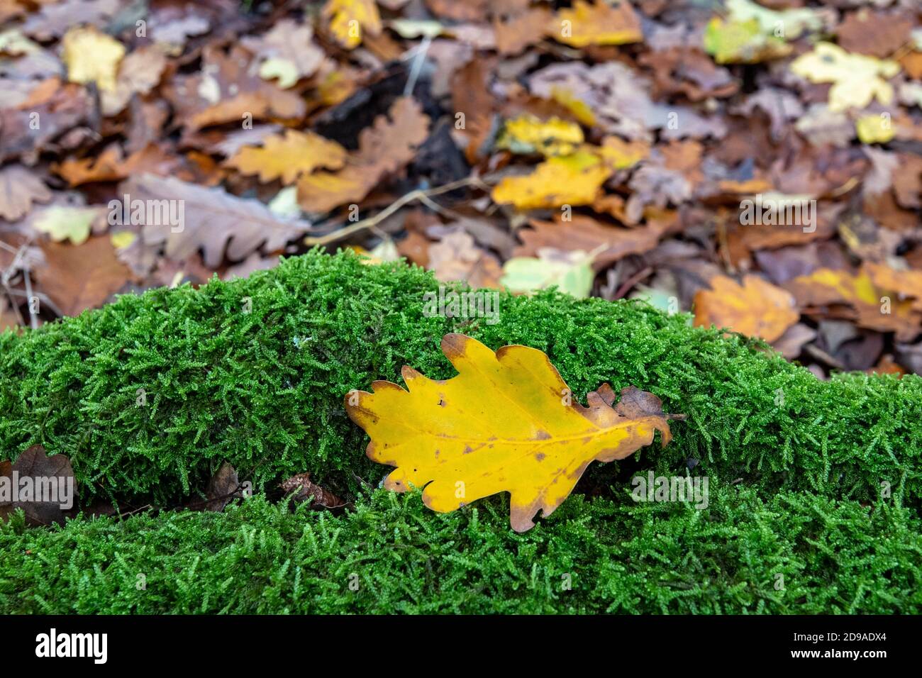Yellow leaf on green moss in the forest Stock Photo