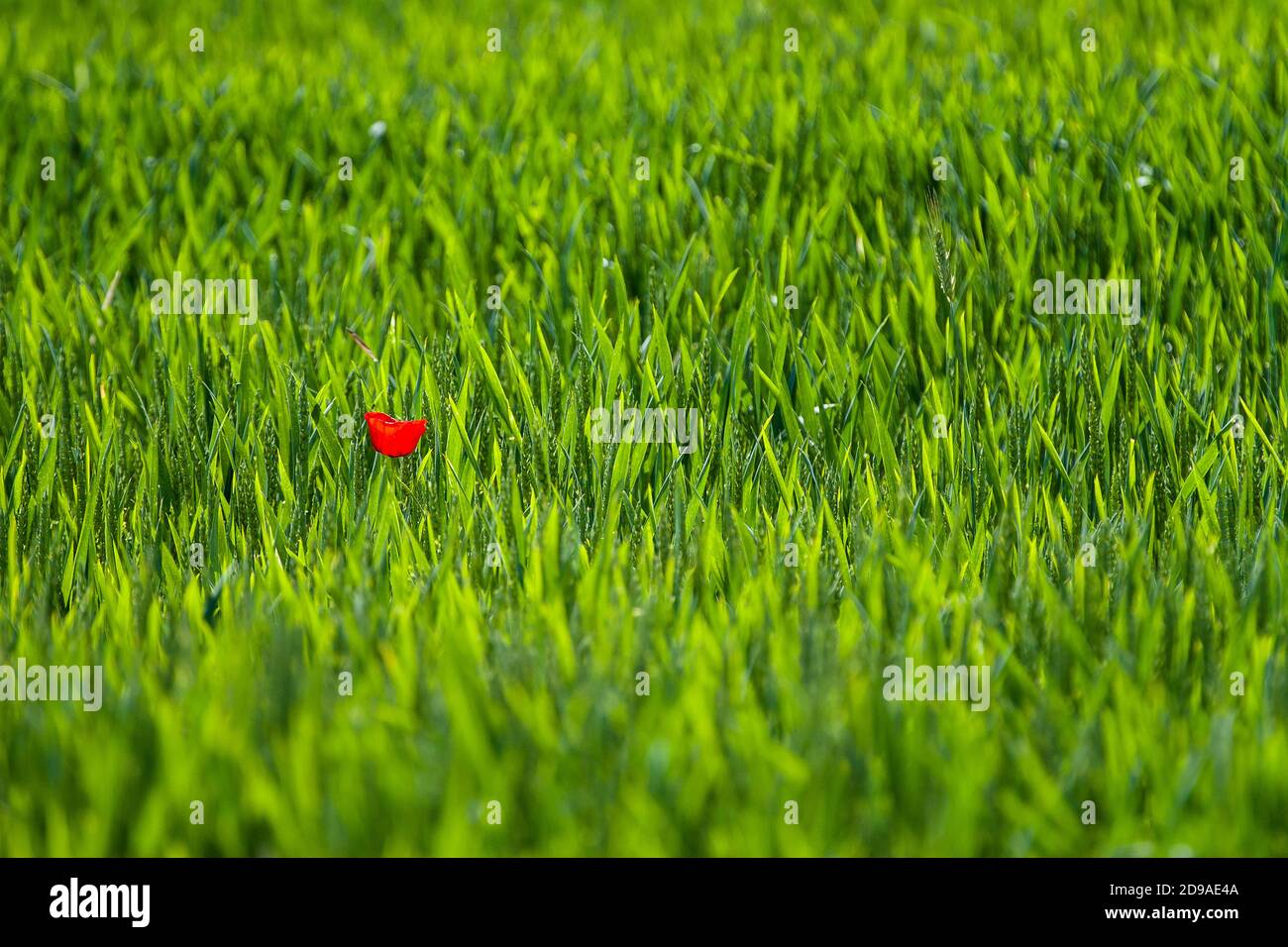 Single red poppy flower on green wheat field Stock Photo - Alamy