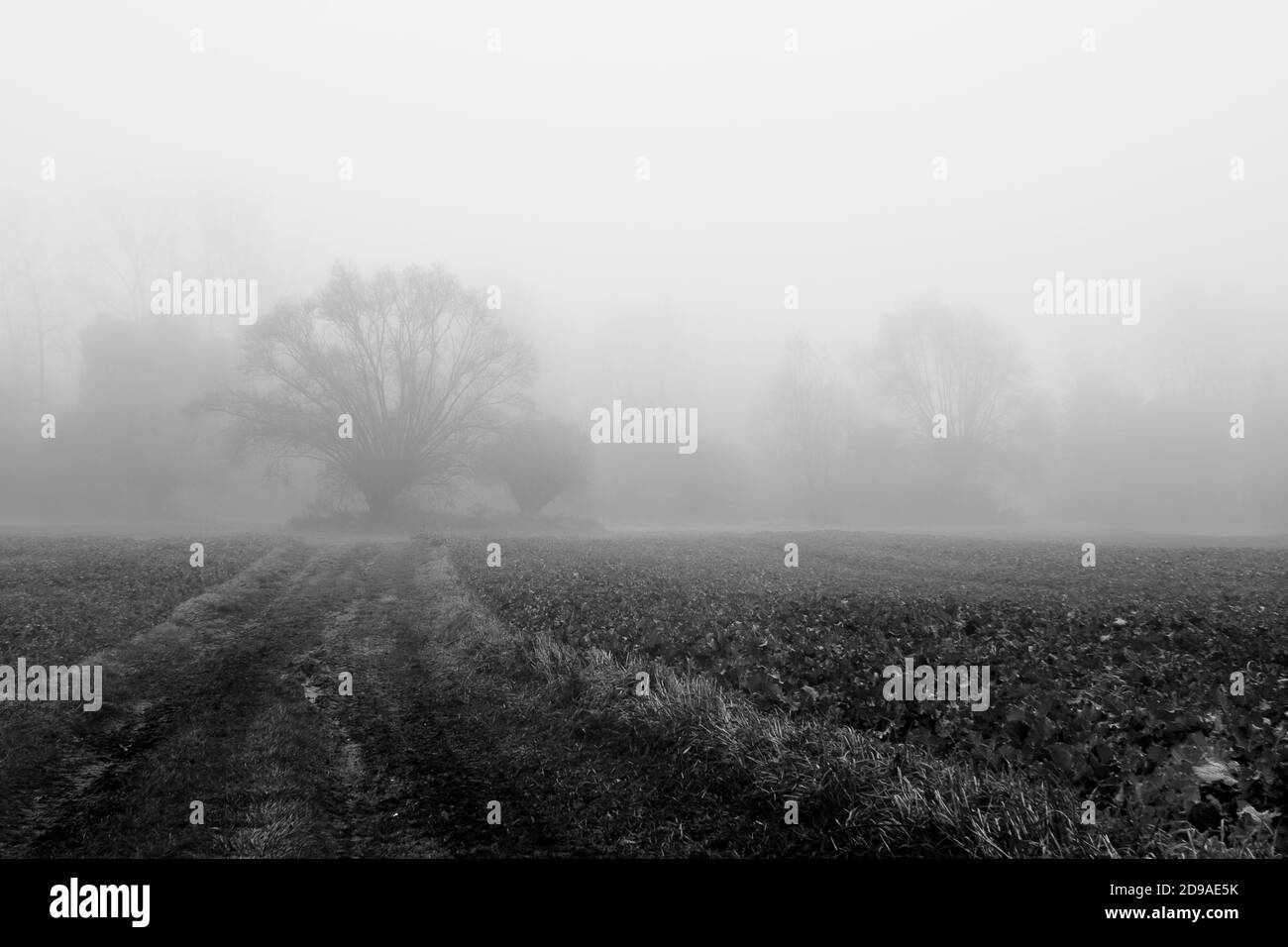 Old big willow tree on fields in misty autumn morning in black and white Stock Photo