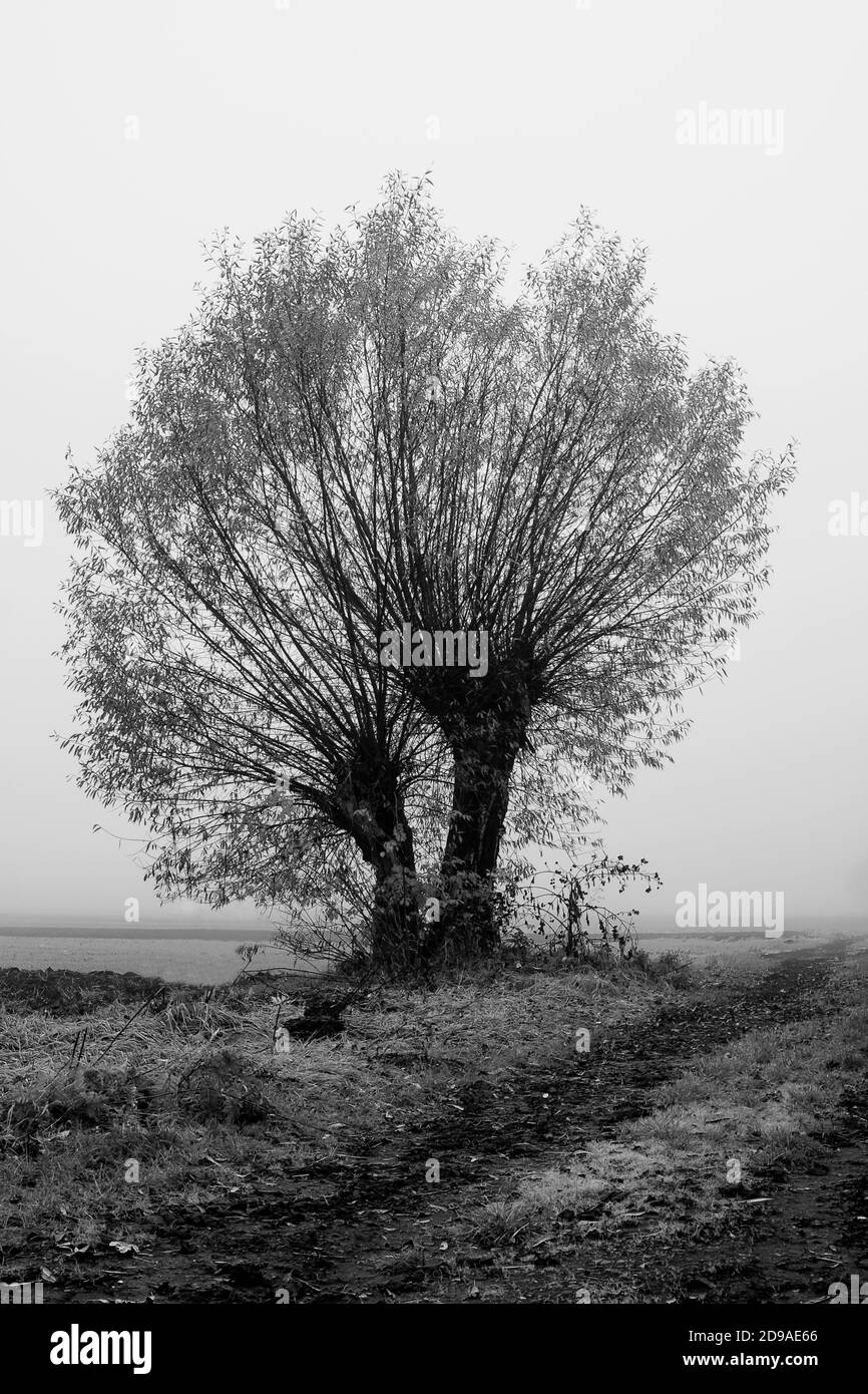 Two double willow trees on rural countryside beside muddy road Stock Photo