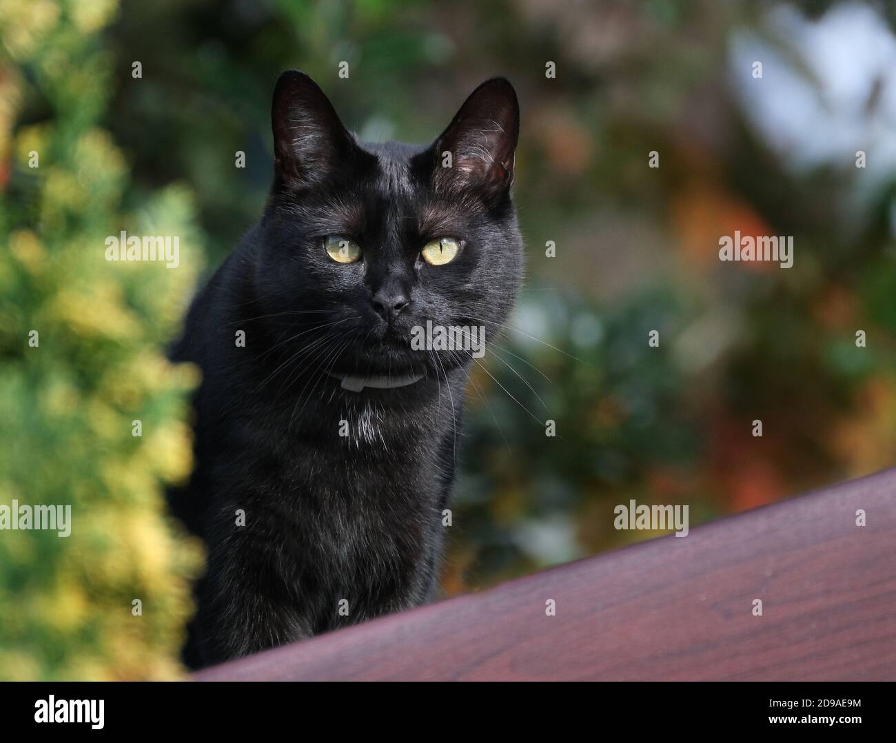 Small black pet cat hunting birds and mice in urban garden. Stock Photo