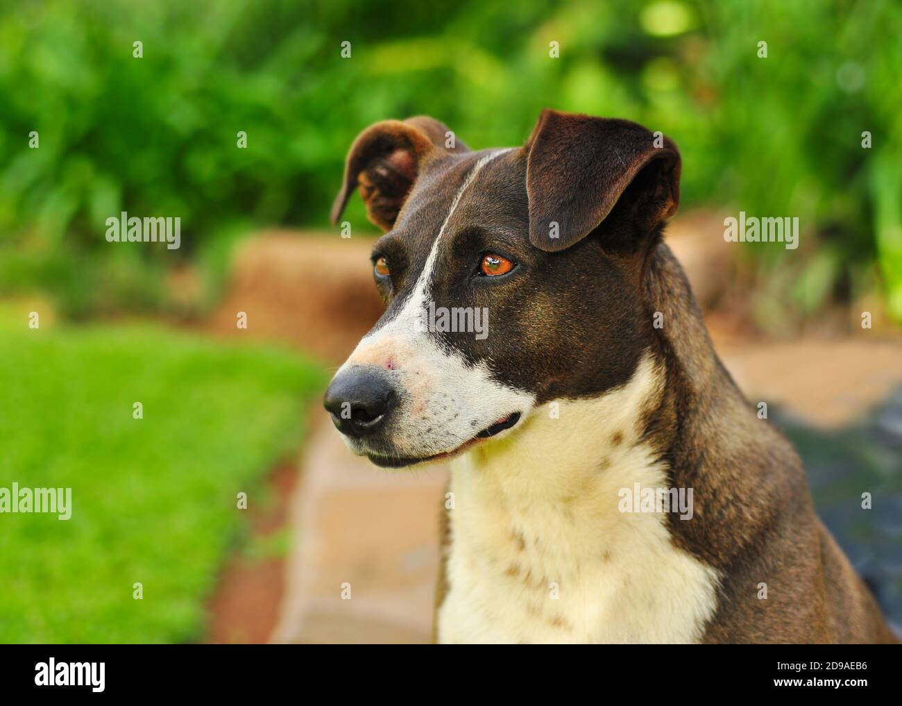 Portrait of a dog with bright eyes sitting in the backyard Stock Photo