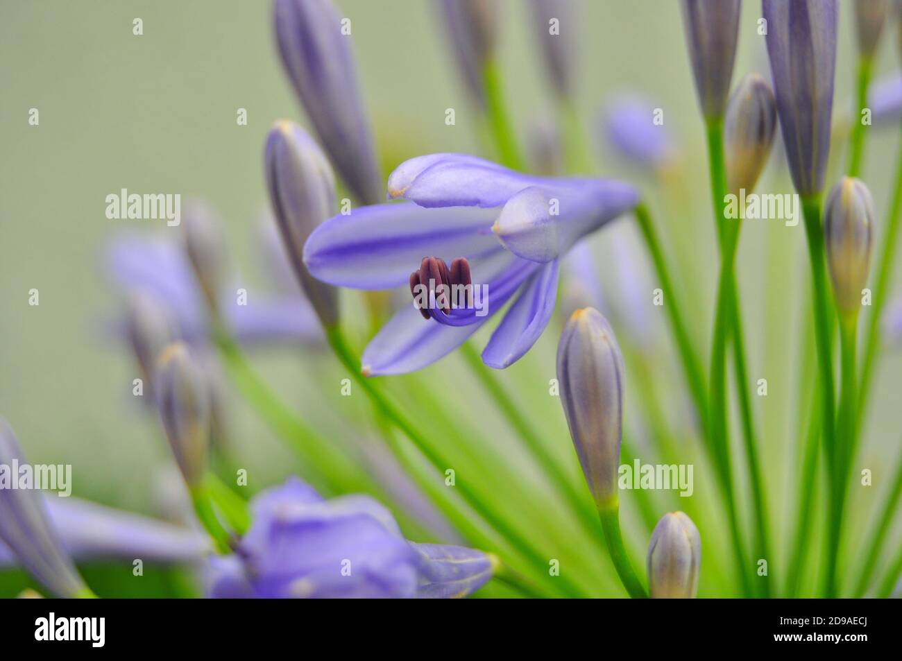 Beautiful Agapanthus flowers, Lily of the Nile or African Lily, Agapanthus Africanus Stock Photo