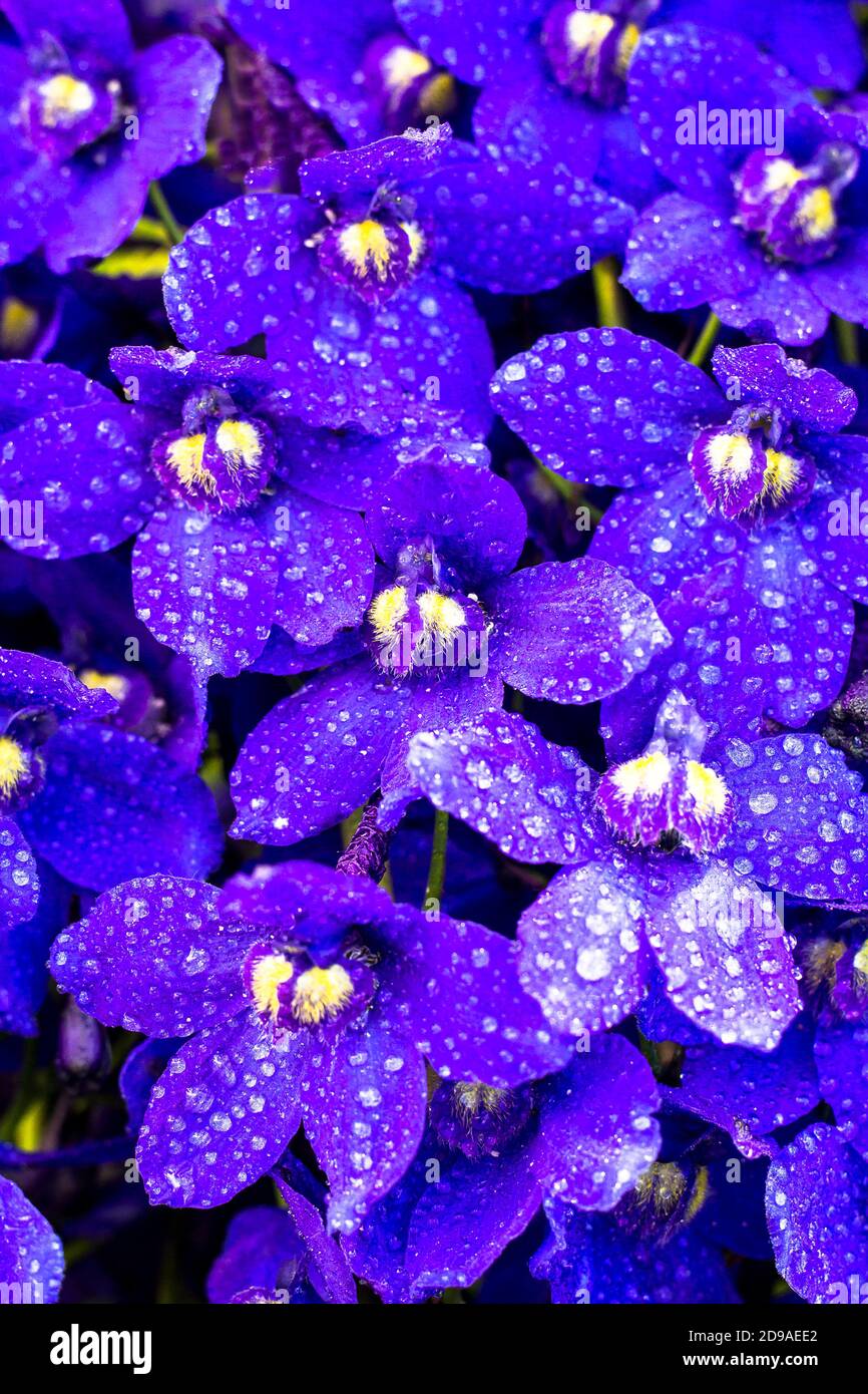 Bright violet flowers with raindrops on petals Stock Photo