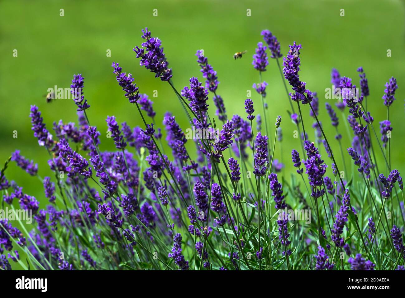Blue lavender bush with two bees flying around Stock Photo