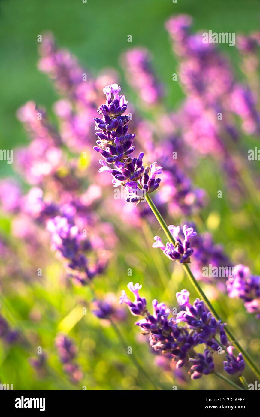 Closeup of blue lavender plants with blurred background Stock Photo