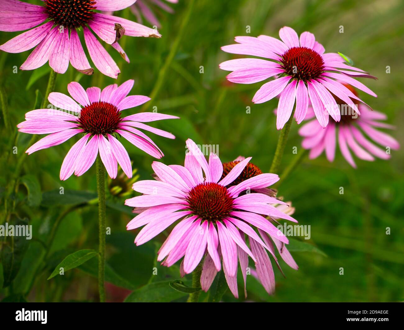 Group of purple pink echinacea cone flowers on blurred green background Stock Photo