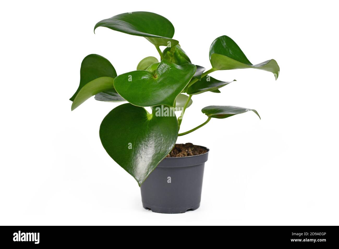 Tropical 'Peperomia Polybotrya' houseplant with thick heart shaped leaves in flower pot isolated on white background Stock Photo