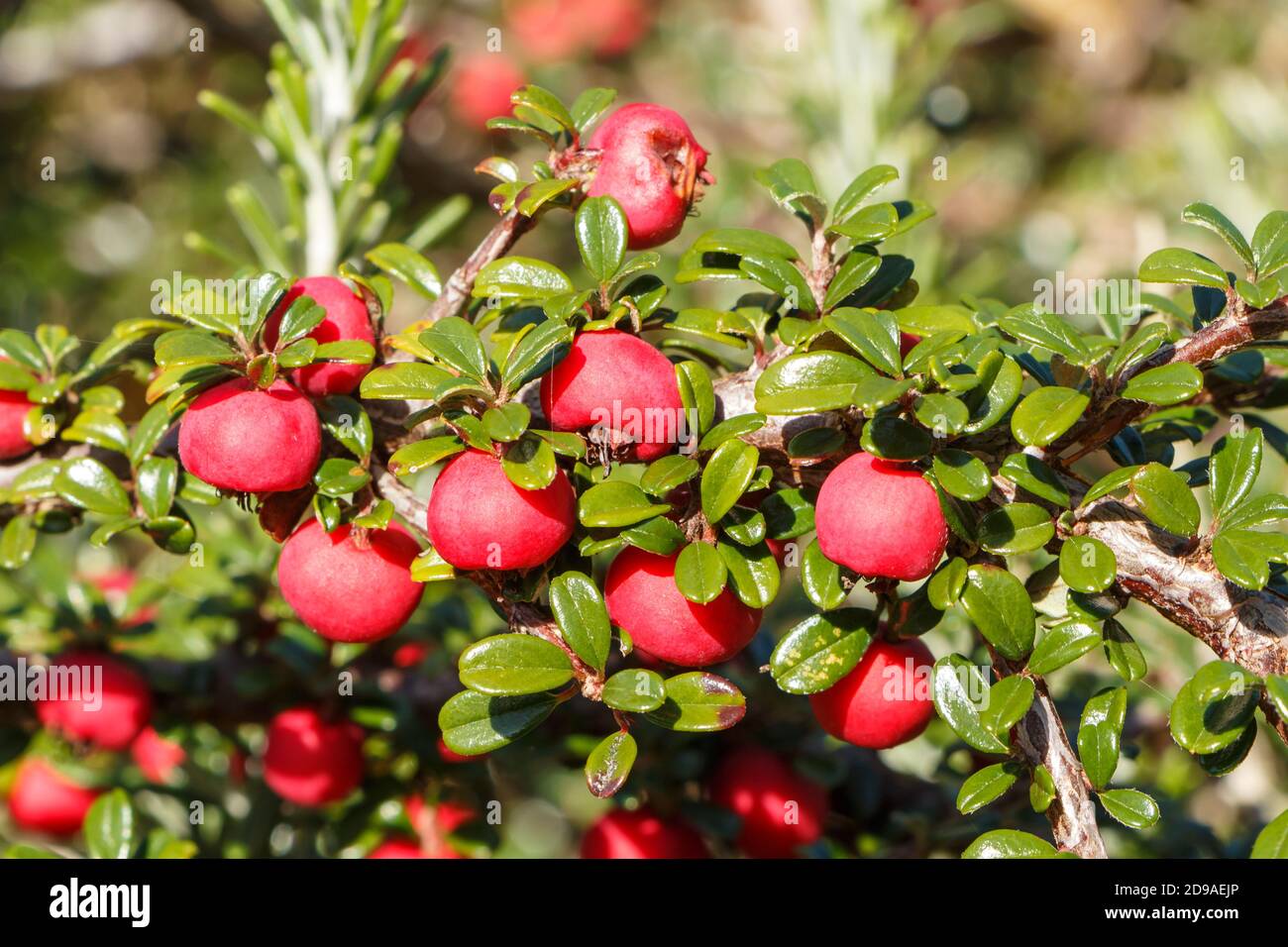 Close-up on berries of cotoneaster in a garden Stock Photo
