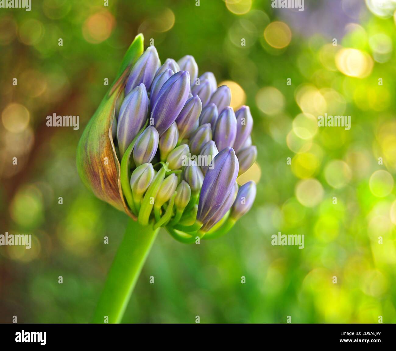 Beautiful Agapanthus flower bud, Lily of the Nile or African Lily, Agapanthus Africanus Stock Photo
