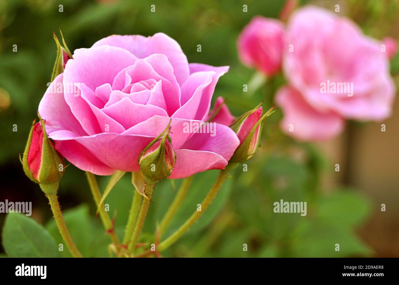 Pink roses in full bloom, summertime Stock Photo Alamy