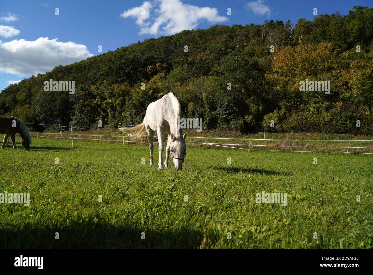 Beautiful white horse grazing in the field Stock Photo - Alamy