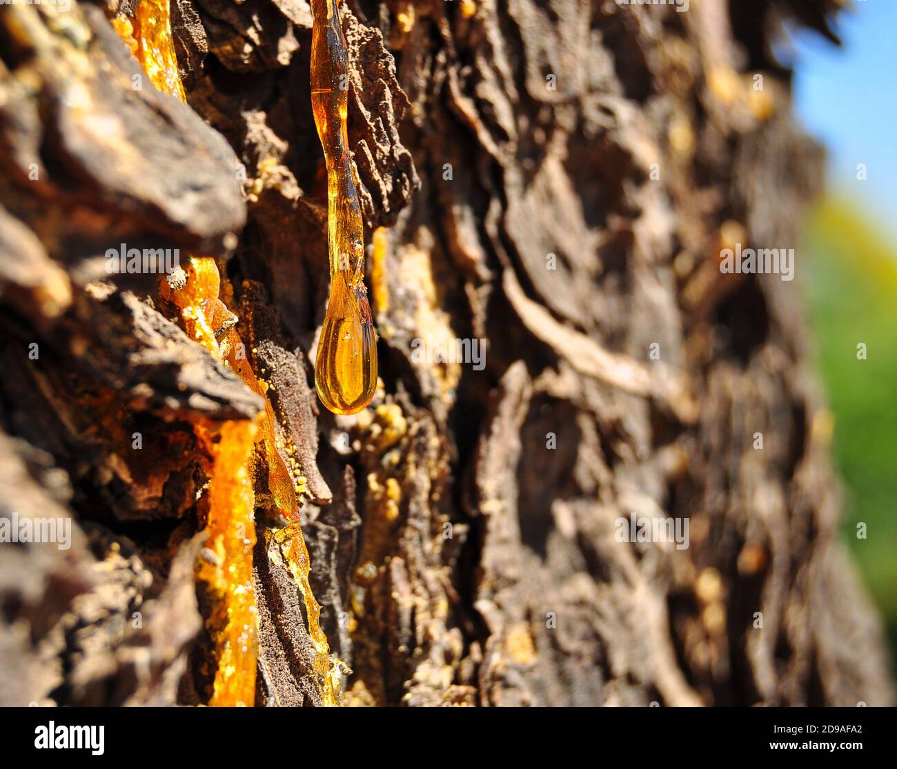 Resin on a pine tree, natural resin Stock Photo