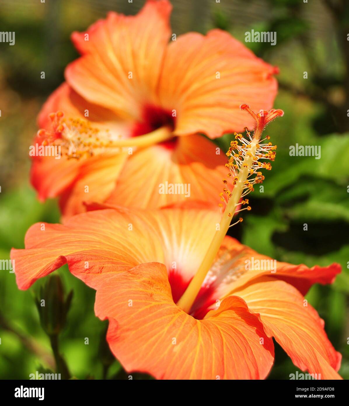 Two hibiscus hires stock photography and images Alamy