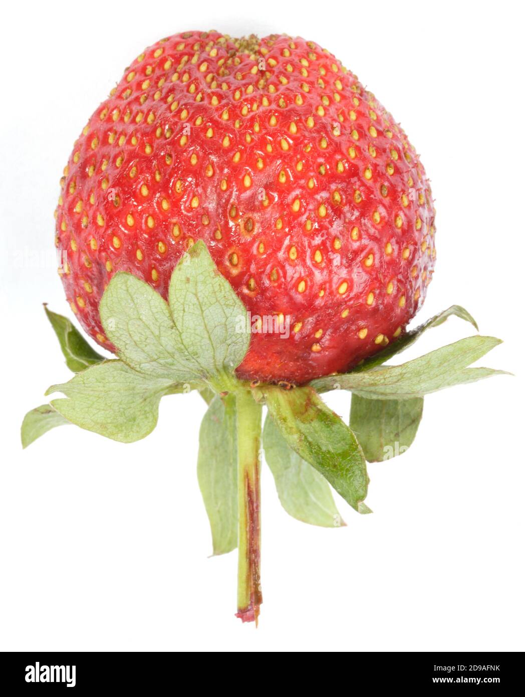 one raw red Strawberry Stock Photo - Alamy