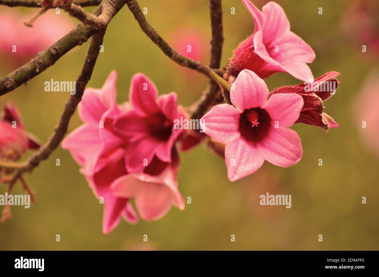 Lacebark tree in bloom, beautiful pink flowers Stock Photo