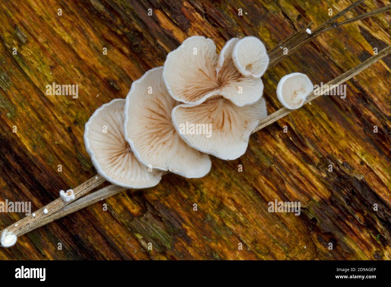 Tiny mushroom, a Variable Oysterling, Crepidotus variabilis, growing on a dead blade of grass Stock Photo