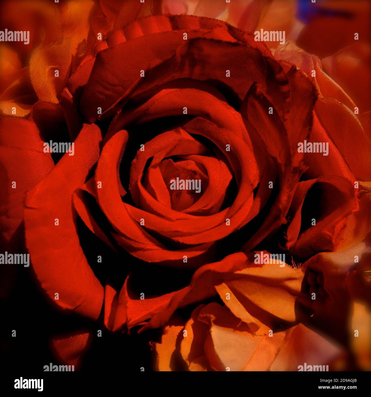 A close up birds eye view of a red rose in full bloom in part of a Valentines day bouquet. Stock Photo