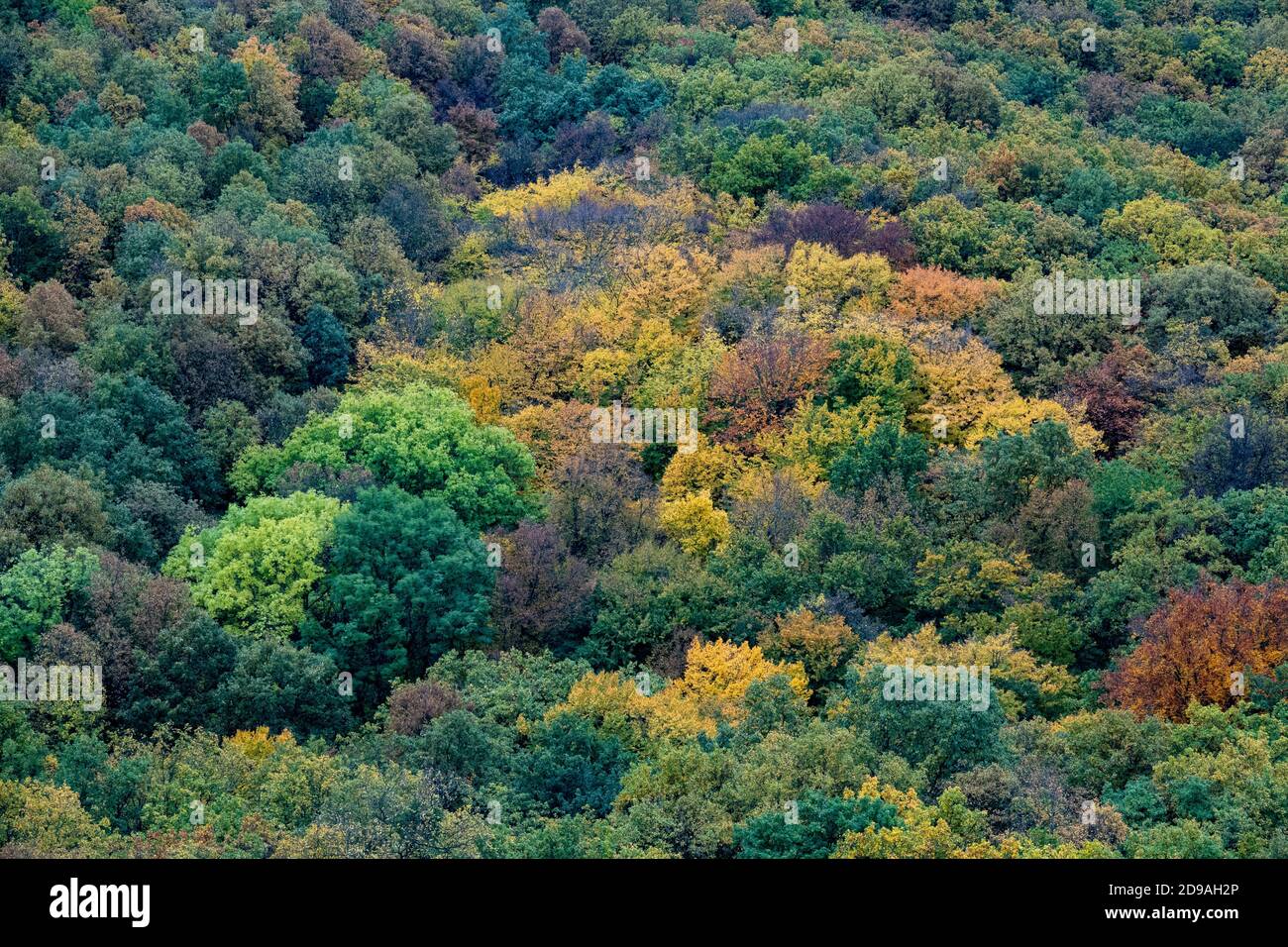 Aerial forest beautiful fall colors hi-res stock photography and images ...